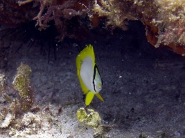 Juvenile Spotfin Butterflyfish IMG 3071